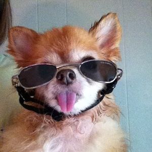 Meet your Posher, Wayne